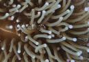 Look m closely and you can spot an anenome shrimp in the tentacles.  The body is almost invisble
